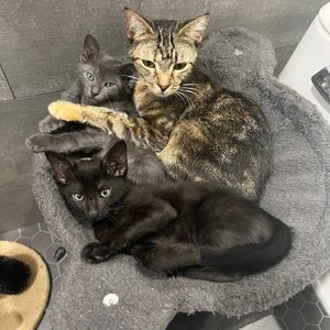 Meet your Posher, Jennmarcetti